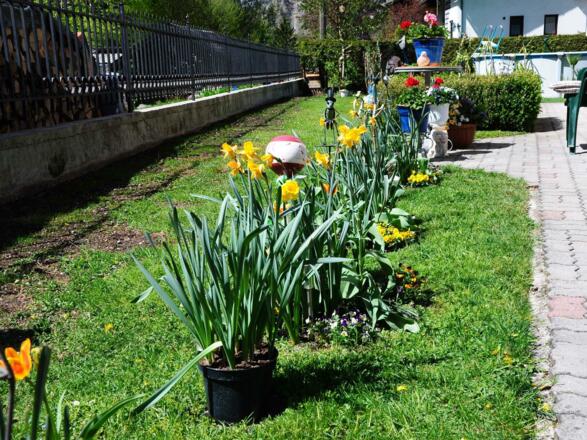 Blumenpracht im Garten