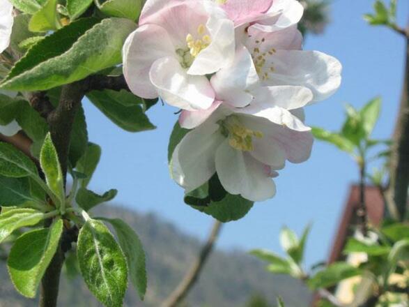 Baumblüte