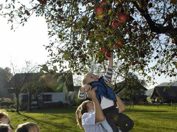 Frisches Obst vom Baum