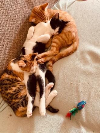 3131F679-0683-4CD3-A54F-8AED8BB80476