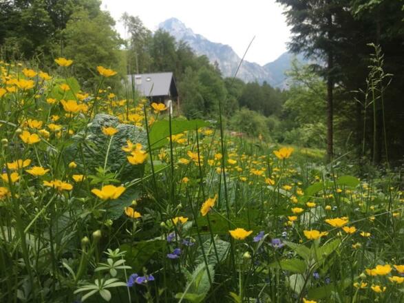 Blumenwiese