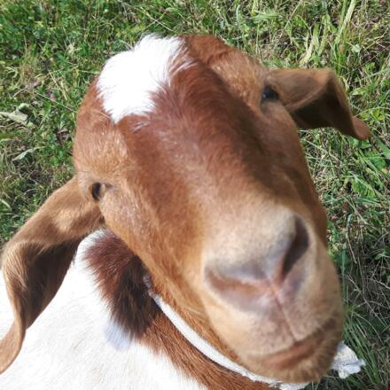Tiere am Lammeregut