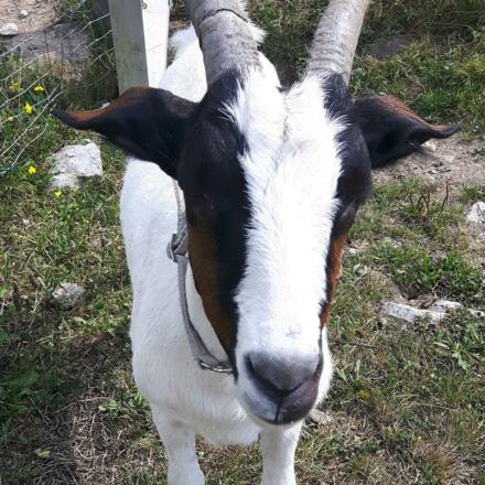 Tiere am Lammerergut