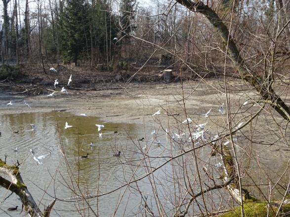 Möwen auf Futtersuche