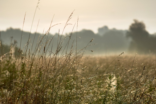 Moorlandschaft in Bad Gögging