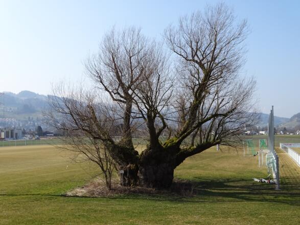 Naturdenkmal Silberweide