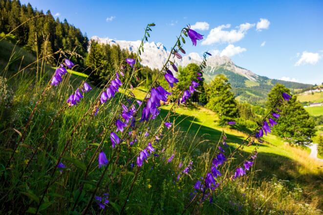 Wiese Hintergrund Hochkönigmassiv