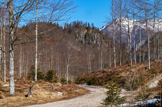 Auf der Forststraße in Richtung Ameisstein.