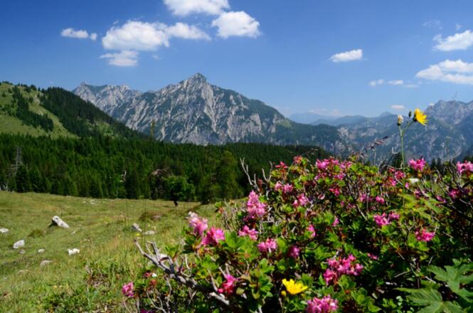 Postalm Sommer (47) (1)