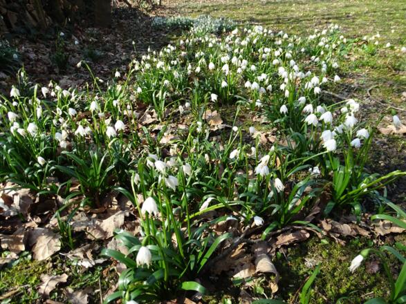 Frühlingsknotenblumen