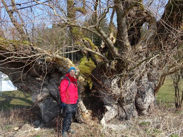 Gewaltiger Stammdurchmesser