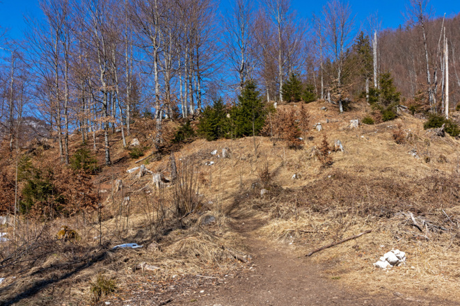 Pfad auf den Ameisstein.