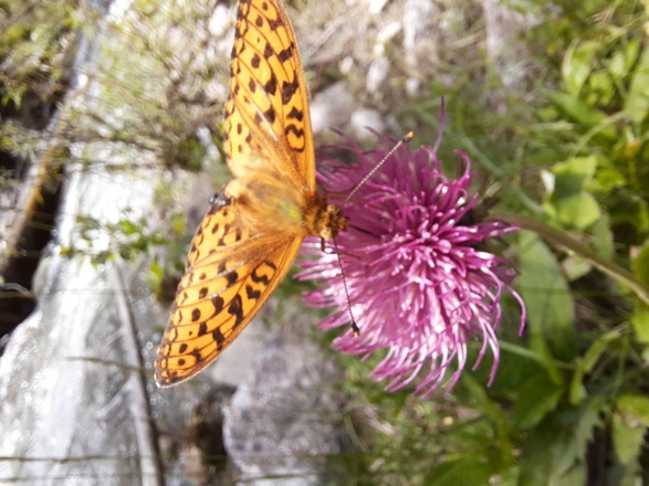 Walderlebnispfad_Marul_(c)_Melanie_Fleisch_-_Alpen