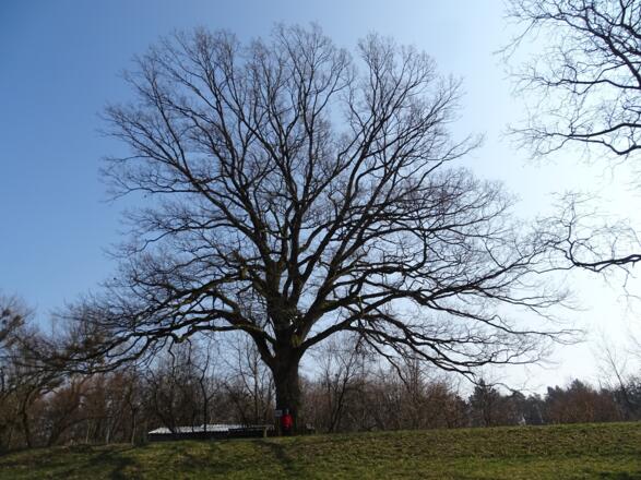 Naturdenkmal Eiche
