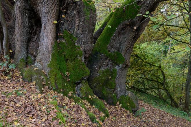 Tassilo Linde bei Wessobrunn