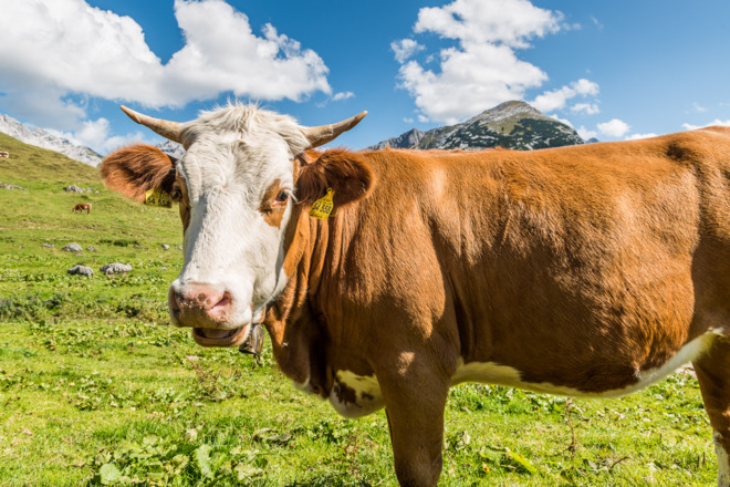 Kuh auf der Kallbrunalm
