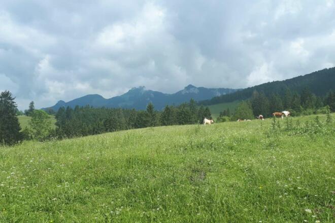 Blick zur Kampenwand von der Schmiedalm aus