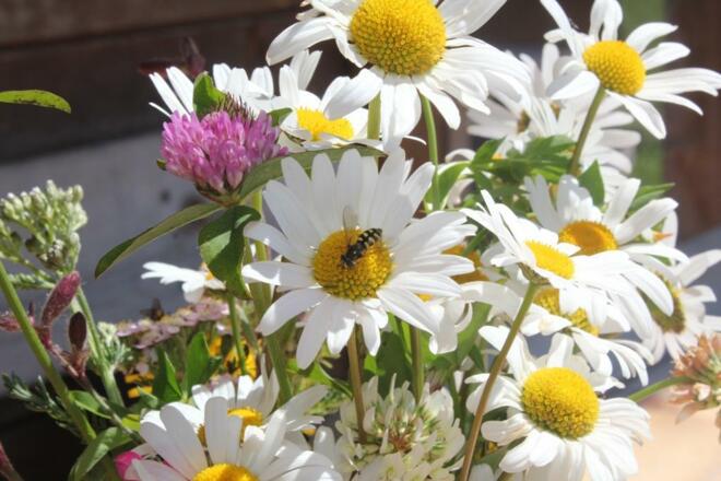 Reithütte Familie Mösenbichler Hintersee Blume 1