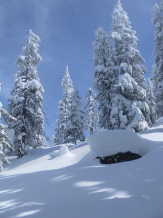 lichter Hochwald