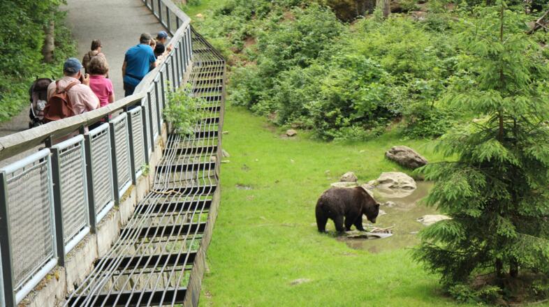 Tier-Freigelände im Nationalparkzentrum Lusen