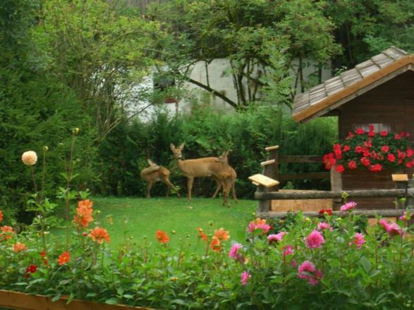 Garten mit Rehe