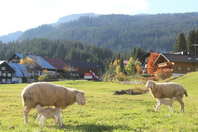 unsere Schafe