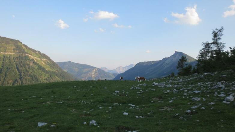 Reithütte Familie Mösenbichler Hintersee Kühe