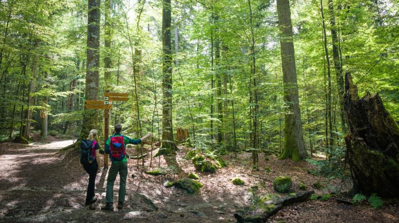 Urwaldgebiet Mittelsteighütte