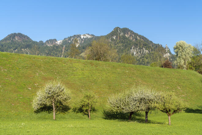 Wiese am Lenggrieser Höhenweg