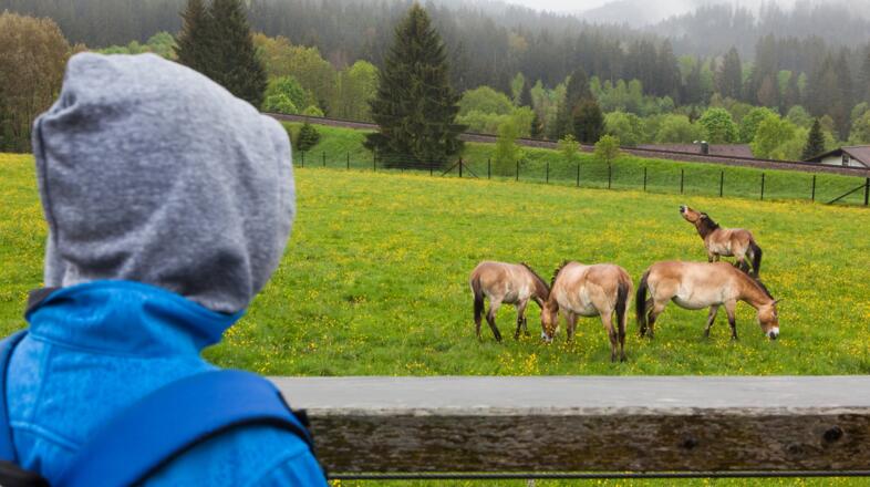 Tier-Freigelände im Nationalparkzentrum Falkenstein