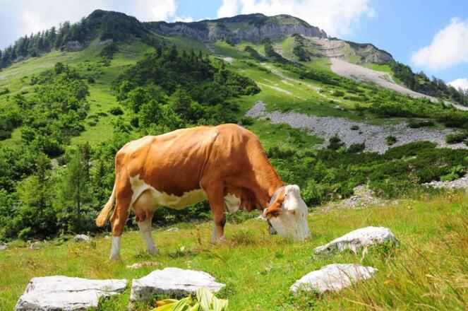 Reithütte Familie Mösenbichler Hintersee Kuh