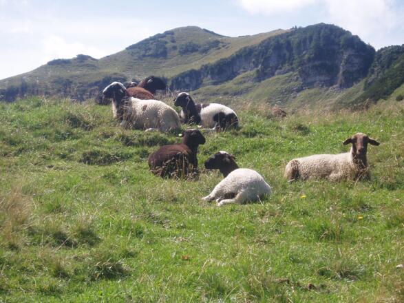Schafe auf der Reithütte