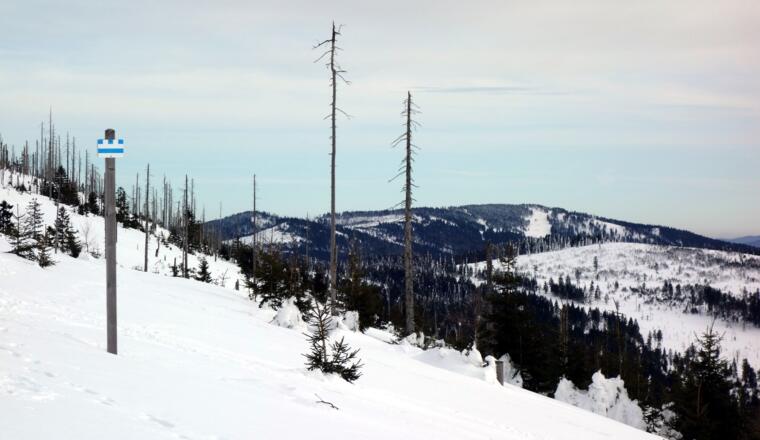 Am A. Stifter Steig (Nordwaldkamm Markierungen) retour