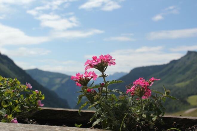 Reithütte Familie Mösenbichler Hintersee Blume 2