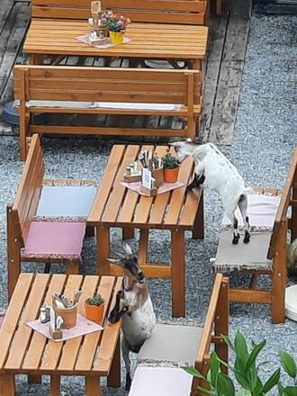 Geitjes aan tafel op de Graukogel Zirbenweg