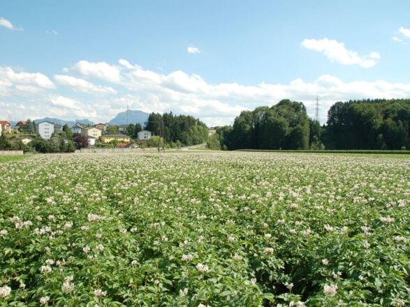 Gasthof Enichlmayr Blick auf Traunstein
