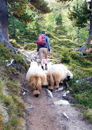 Wandelen met schaapjes op de Zirbenweg