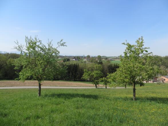 Blick auf Steinerkirchen - Kirchturm