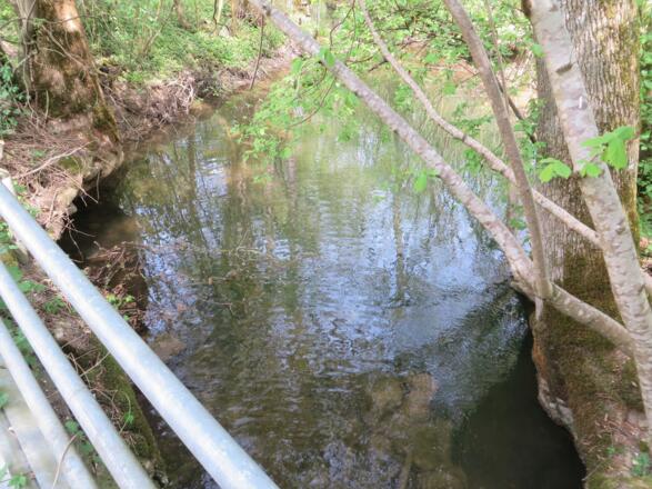 In der Aiterbach-Au