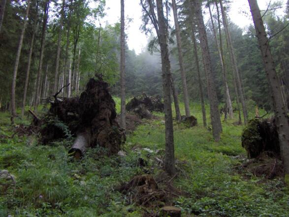 Weg zum Watzmannhaus