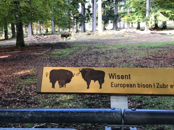 Wisent-Gehege im Tierfreigelände des Nationalparkzentrums Lusen