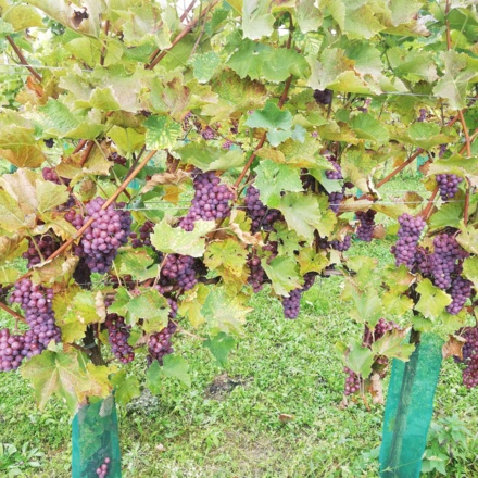 Aronia-Power vom Froschauer