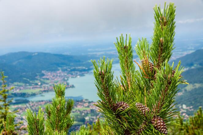 Blick vom Wallberggipfel