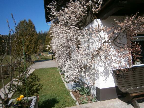 Marillenblüte am Haus