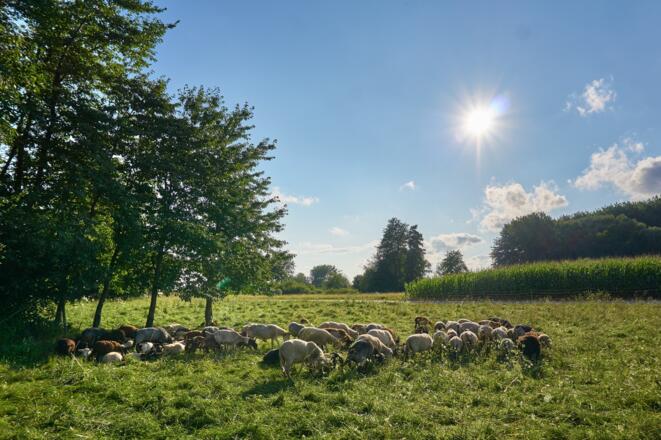 Besondere Lebensstätte für die Fauna