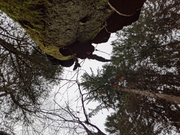 Im Zeller Wald herrscht schöner, abwechslungsreicher Buchenmischwald vor.