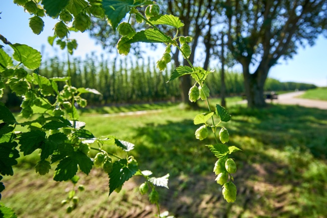 Hopfenland Hallertau