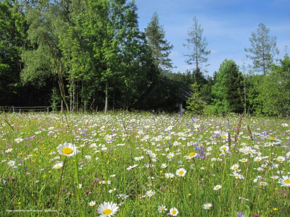 Blumenwiese