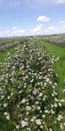 Aronia-Power vom Froschauer