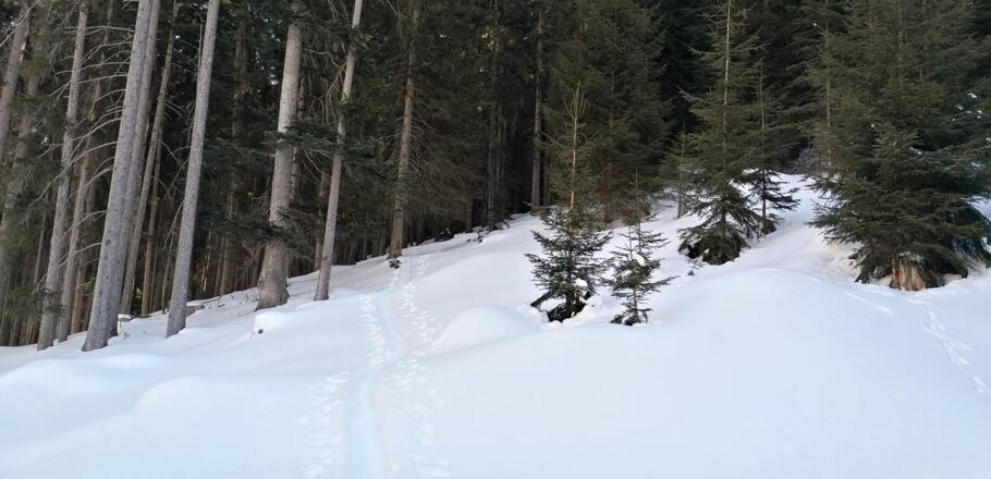 Wir gelangen in den Wald
